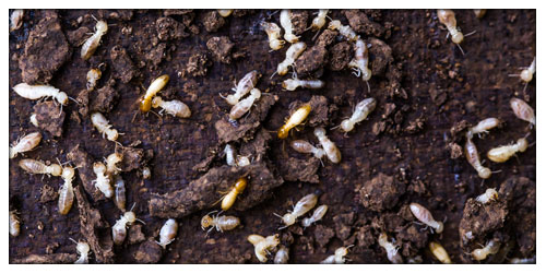 Termite Treatment & Inspections