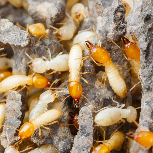 Termite Treatments & Inspections Shreveport Bossier