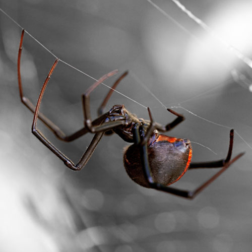 Black Widow Shreveport Bossier Insect Sprays