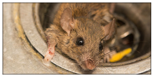 Rodent Prevention & Eradication